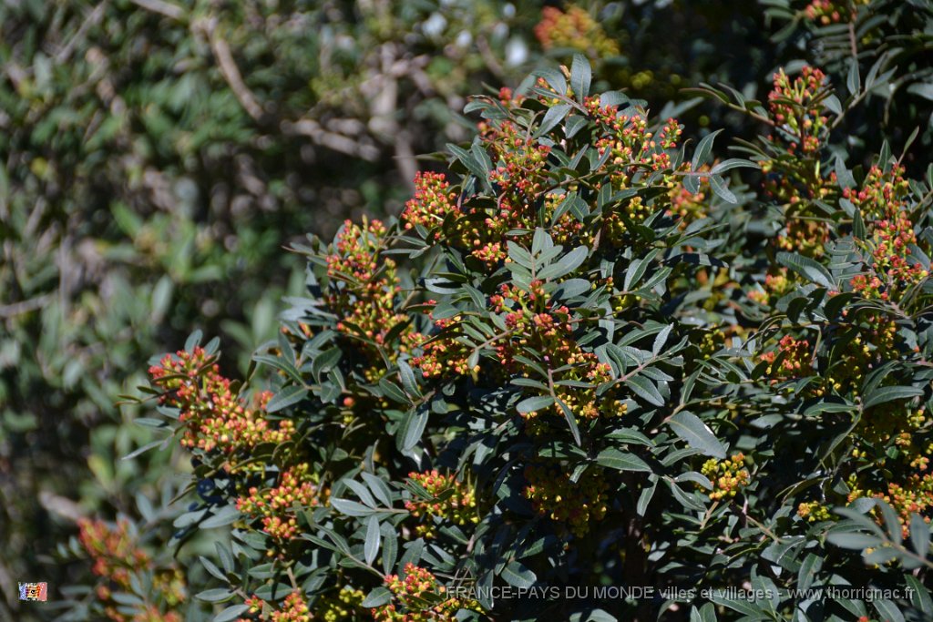 Flore mediterraneennne 2.JPG - Flore méditerranéenne. 02 avril 2015.